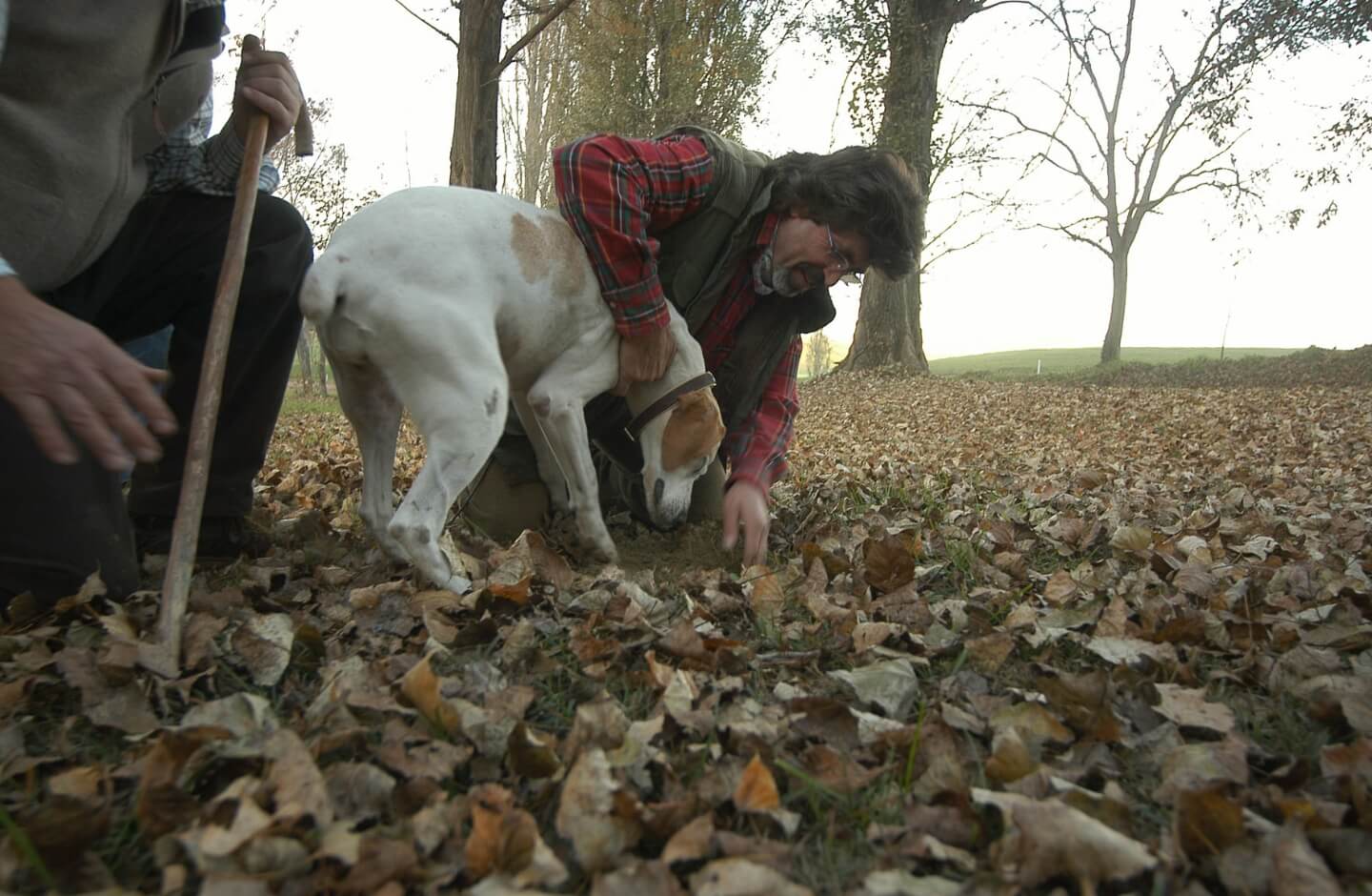 Caccia al tartufo bianco d'alba
