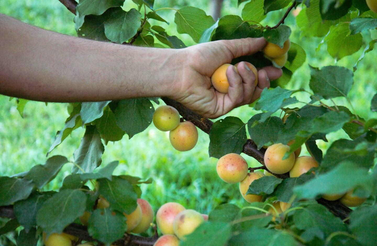 Aperitif at the pond and walk in the experimental orchard