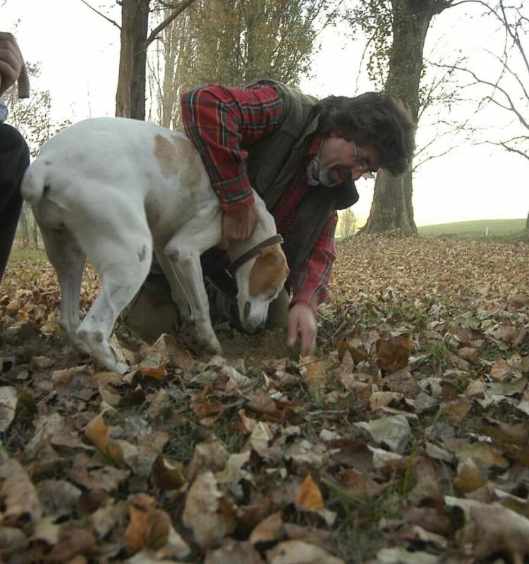 Caccia al tartufo bianco d'alba